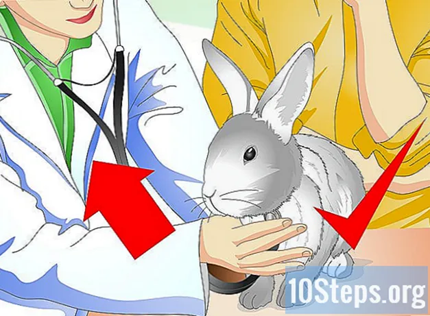 כיצד לשמור על ארנבות מחמד קרירות