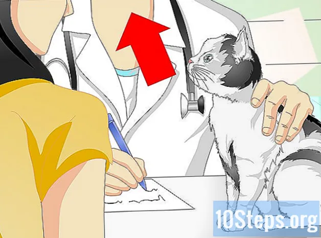 Hvordan holde katten din urinering der den ikke burde
