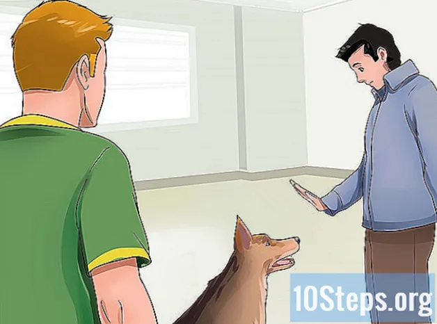 Làm thế nào để giữ cho chó của bạn không đuổi theo mèo - KiếN ThứC