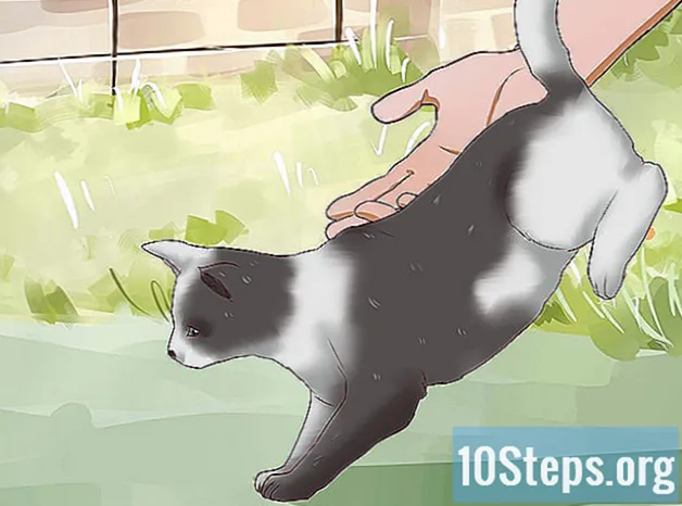 Ako zabrániť tomu, aby mačka nebola tučná a lenivá