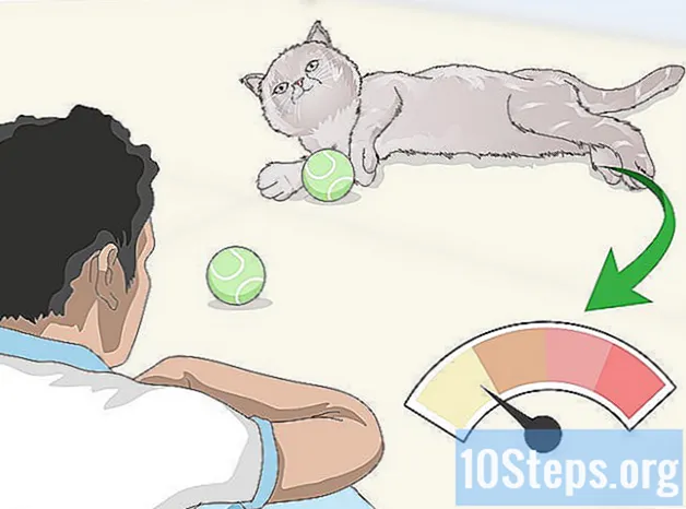 Kuinka pitää kissa diabeettisessa remissiossa
