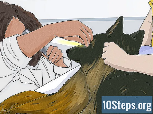 Cum să păstrezi strălucirea unei haine de ciobanesc german
