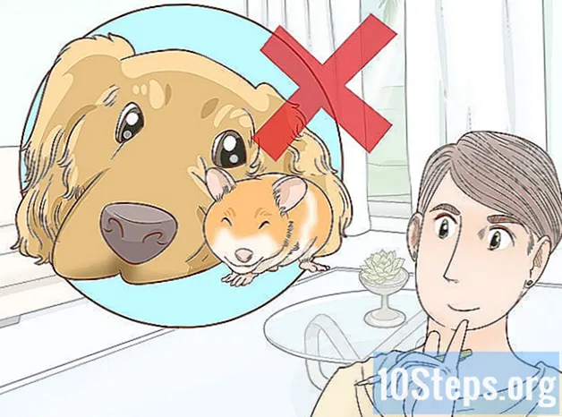 Como manter um hamster e um cachorro