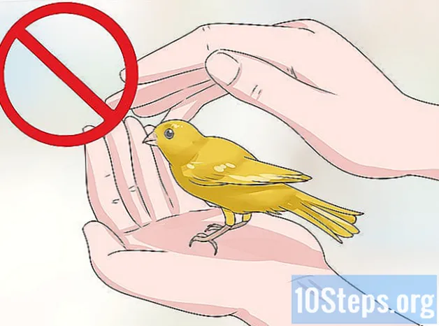 Как да запазим един канарче