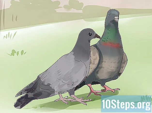 Как да запазим един гълъб