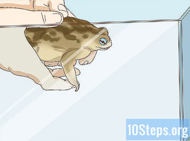 野生のヒキガエルをペットとして飼う方法