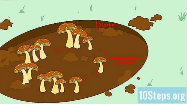 Kuinka tappaa sieniä - Knowledges