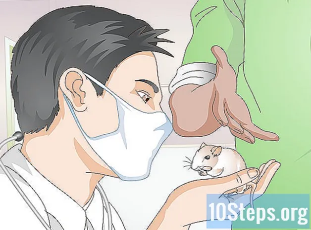 Come sapere se un gerbillo è malato