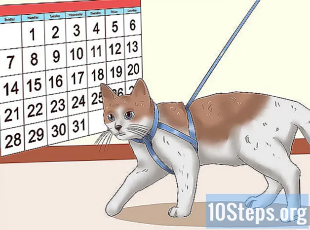 Hvordan båndtrener en katt - Kunnskaper
