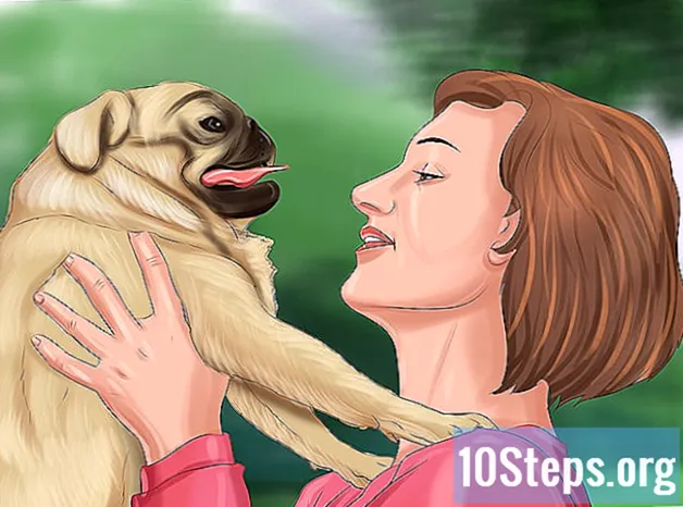 Como viver com um cão Pug - Conhecimentos