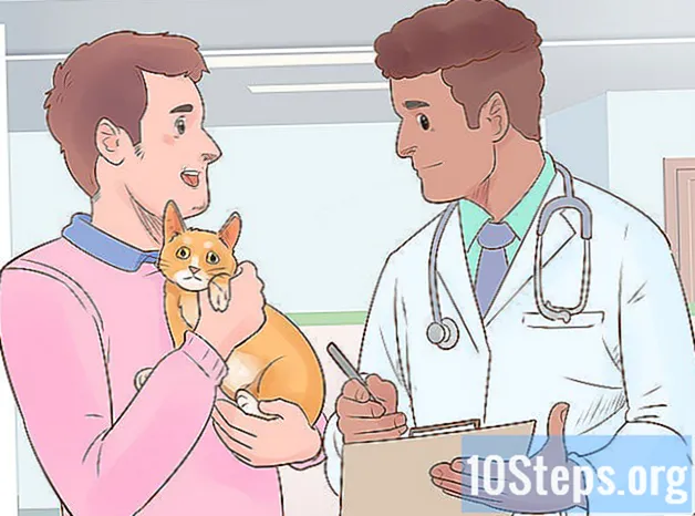 Jak ułatwić codzienne życie kotowi z dysfunkcją narządu ruchu