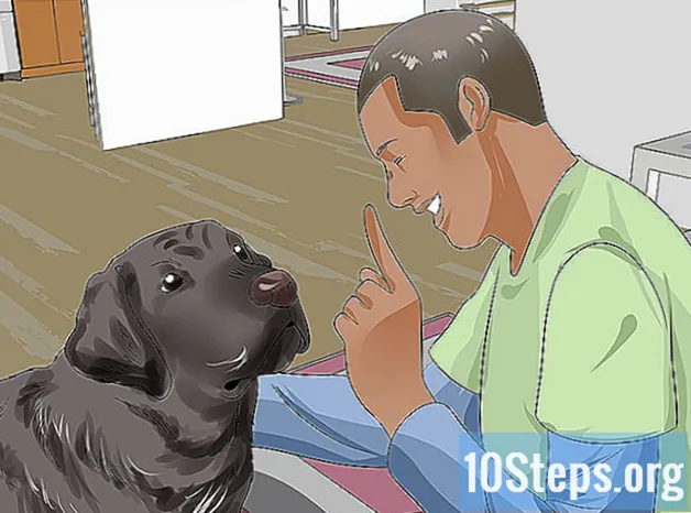 Hur man gör din Labrador Retriever lyckligare