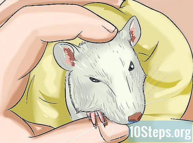 Hur man gör en pool för din råtta - Kunskaper