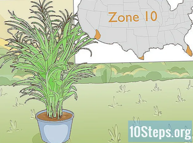 Hoe je een Areca-palm sneller laat groeien