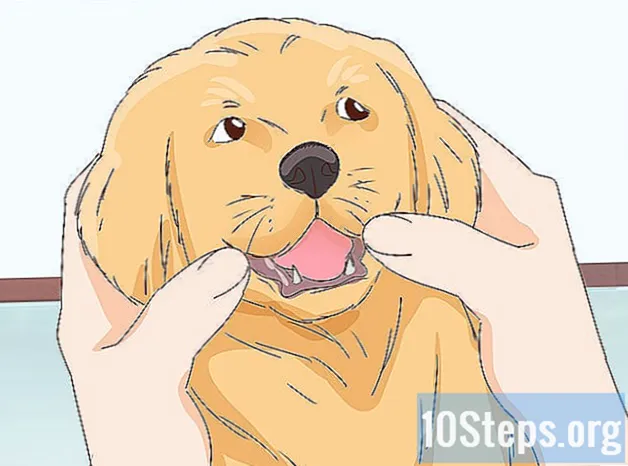 Cum să mângâi un câine - Cunostinte