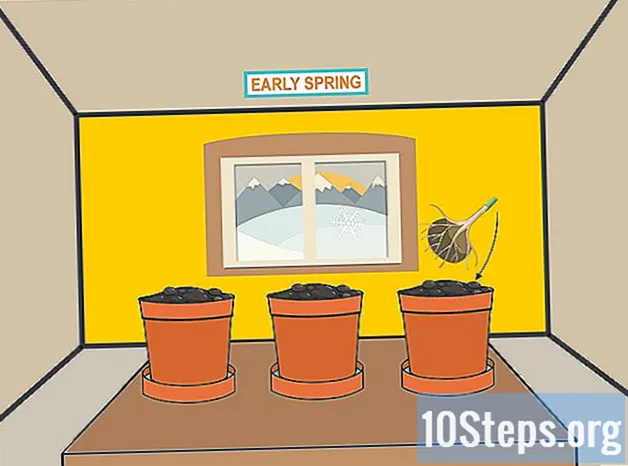 Πώς να φυτέψετε λαμπτήρες Begonia
