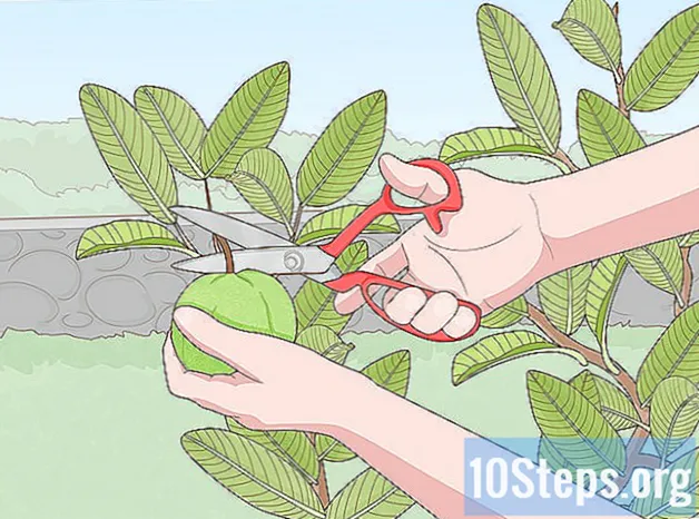 Cómo plantar árboles de guayaba