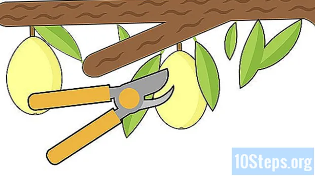Kaip sodinti loquat sėklas