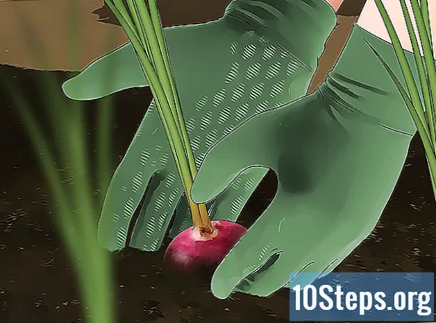 Hvordan plante løk