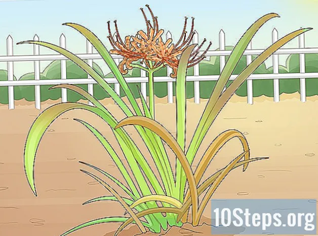 Jak sadzić cebulki lilii pająka