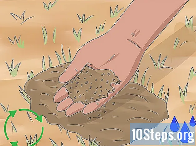 Как сажать полевые цветы