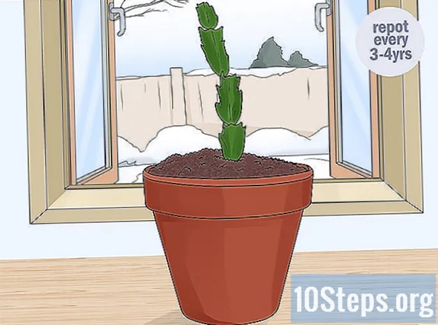Jak zasadit vánoční kaktus - Znalosti