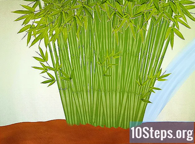 Как да засадите натрупан бамбук