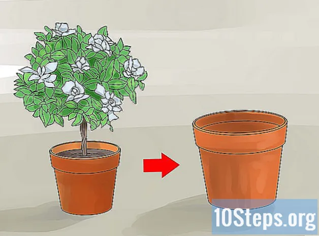 Cum să plantezi un Gardenia