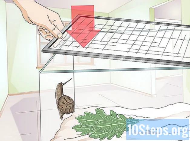 Ako sa hrať s domácim slimákom