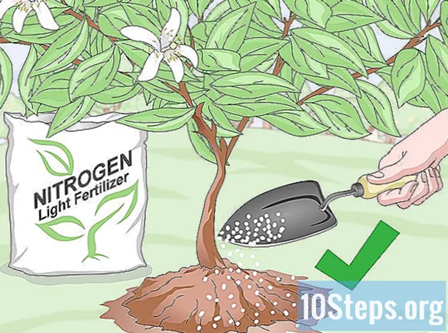 Cómo preparar el suelo para árboles frutales