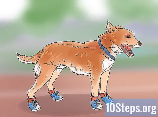 Cum să protejezi podelele de labe murdare de câine - Cunostinte
