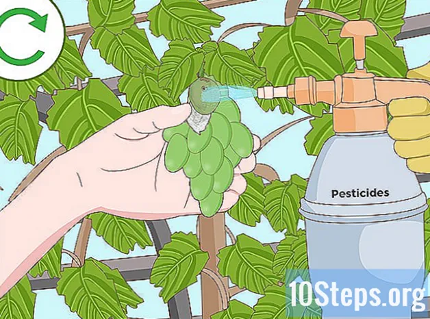Hur man skyddar druvor från insekter