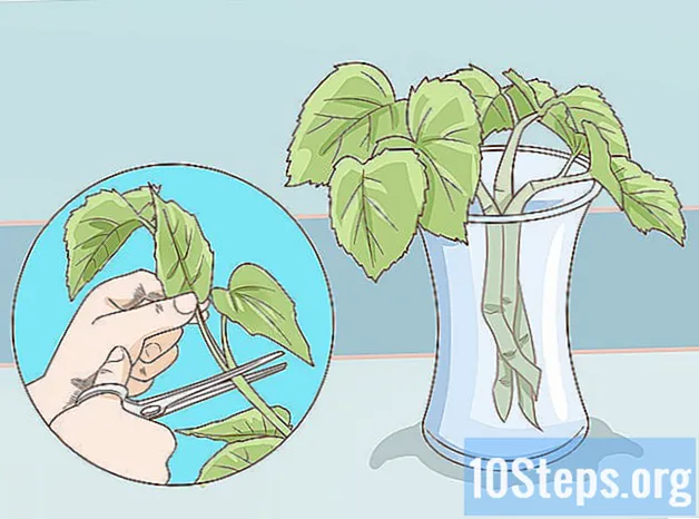 Làm thế nào để cắt tỉa Begonias