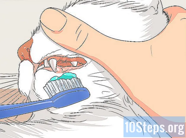 Wie man Angorakatzen aufzieht