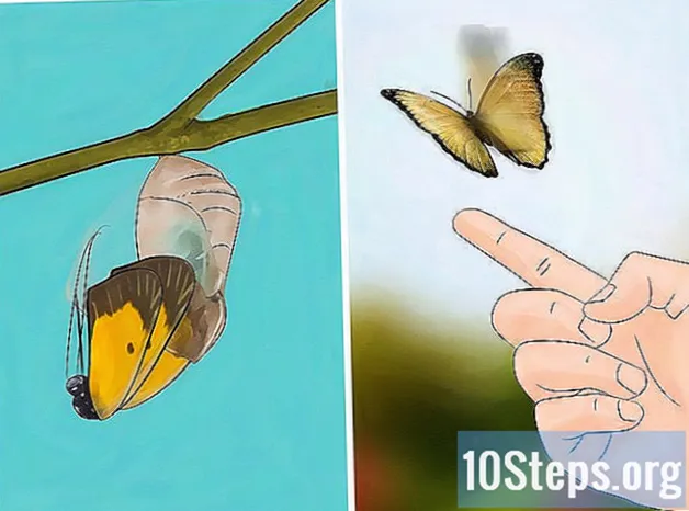Jak chovat housenky, dokud z nich nevyrostou motýli