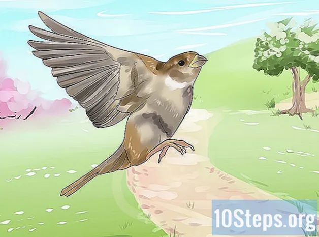 Jak vychovat Baby House Sparrow