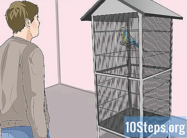 Come riconoscere lo stress nel tuo pappagallo domestico