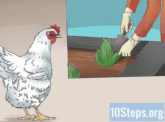 Kā atvairīt vistas
