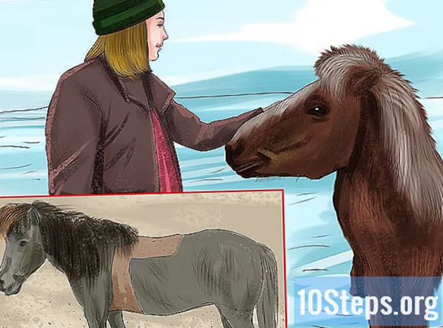 Como montar um cavalo islandês - Conhecimentos