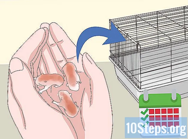 Kaip saugiai laikyti kelis žiurkėnus