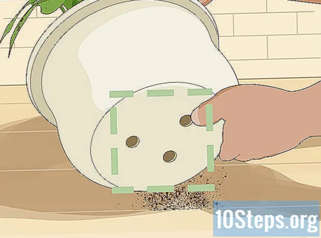 Kuidas päästa üle kastetud taime