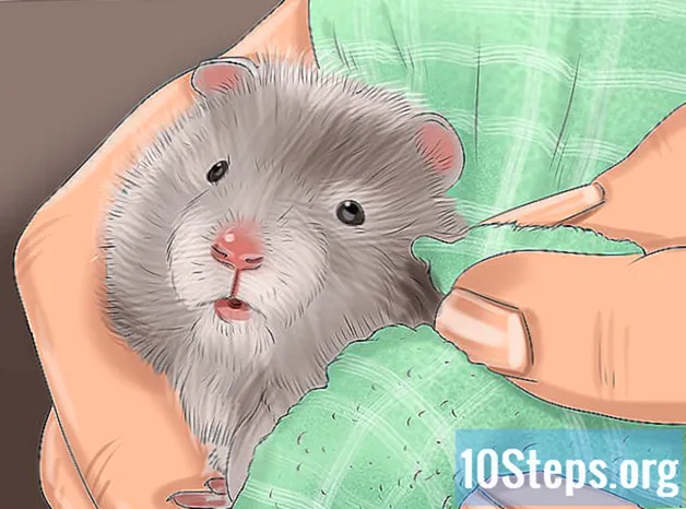 Hvordan sette opp et hamsterbur