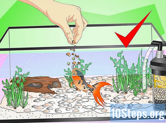 Jak nastavit nádrž na ryby (pro zlaté rybky)
