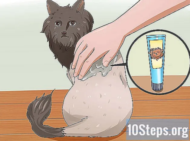 Hogyan borotválja a macskát - Tudás