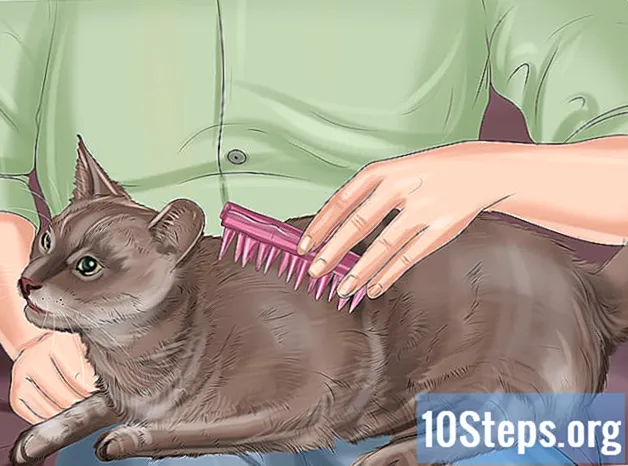 כיצד להראות חיבה לחתול