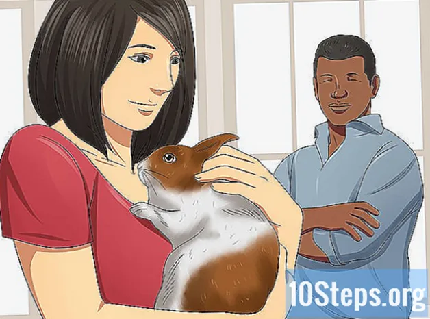Як соціалізувати свого кролика