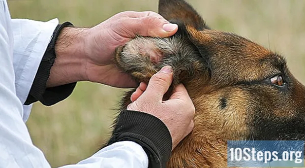 Hogyan lehet megnyugtatni a kutya viszkető fülét - Tudás