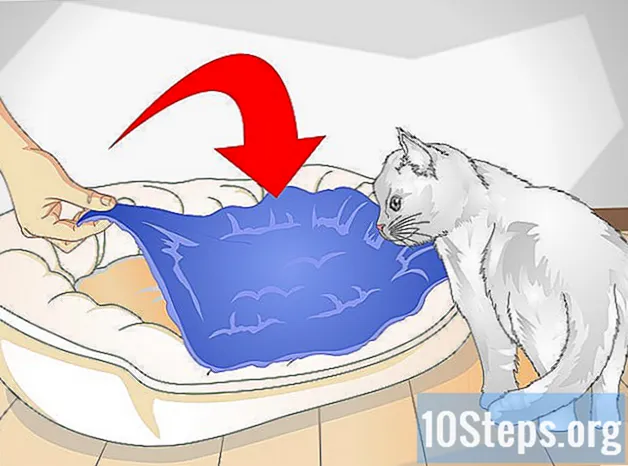 Cách chiều chuộng con mèo của bạn