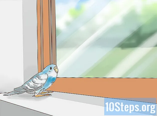 Jak powstrzymać skubanie piór papug