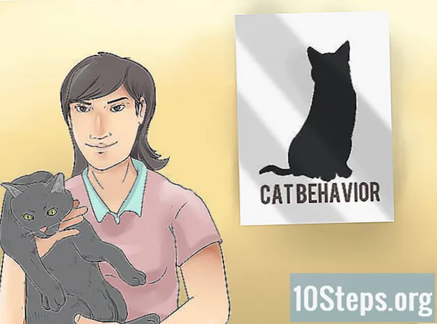Cum să oprești o pisică temătoare să nu muște